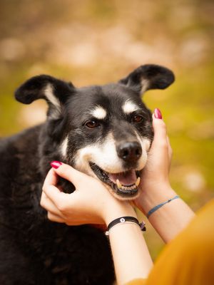kora-do-adopcji-czeka-w-przytulisko-glowno-2509893-ff88cfc