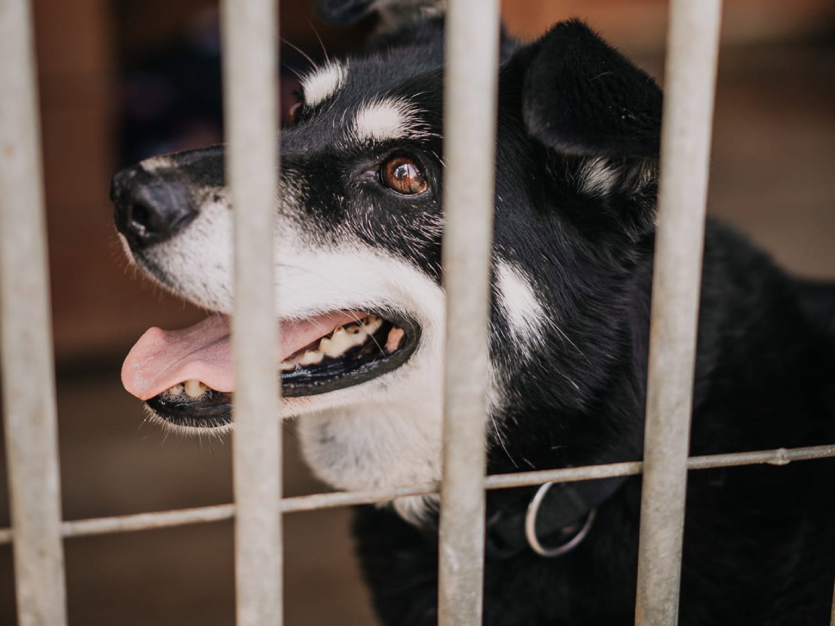 Kora to sunia do adopcji o smutnej historii