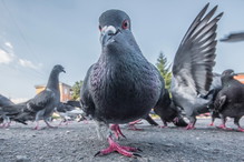 Ptasie mleczko u ptaków istnieje naprawdę