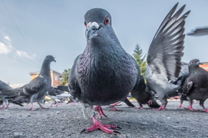 Ptasie mleczko u ptaków istnieje naprawdę
