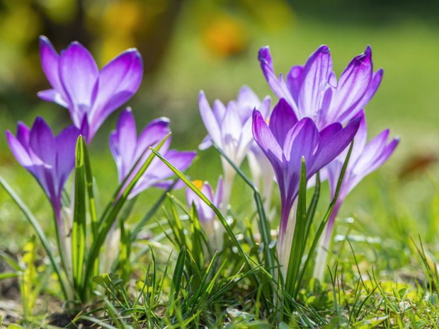 fioletowe-kwiaty-wiosna-krokus-2510096-b8d7c67