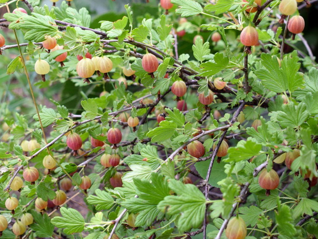 przycinanie-agrestu-2489262-2bba9d0