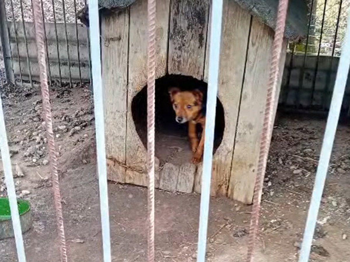Maleńki Tofik do adopcji w Przytulisko Głowno