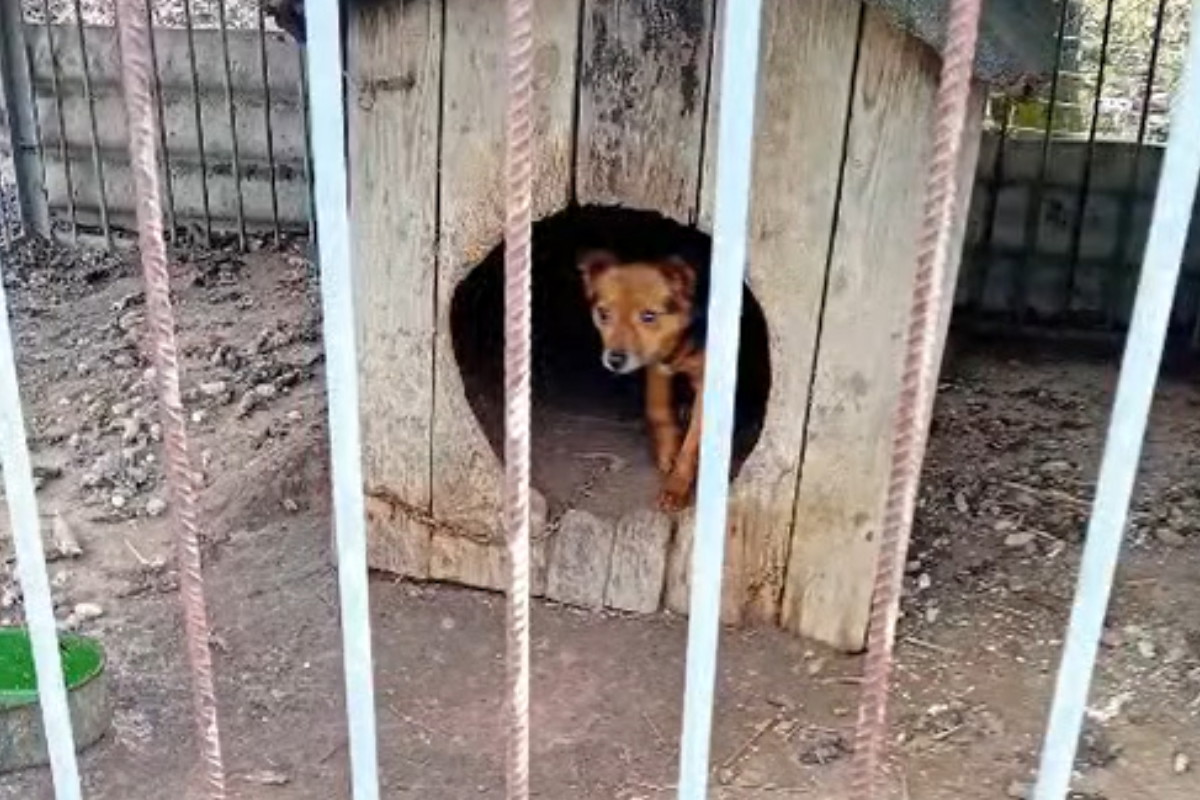 Maleńki Tofik do adopcji w Przytulisko Głowno