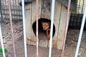 Maleńki Tofik do adopcji w Przytulisko Głowno
