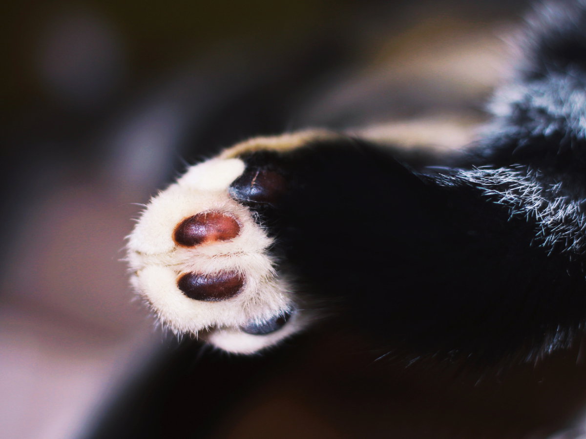 Zoo Łódź: urodziły się dwie tamaryny czerwonobrzuche