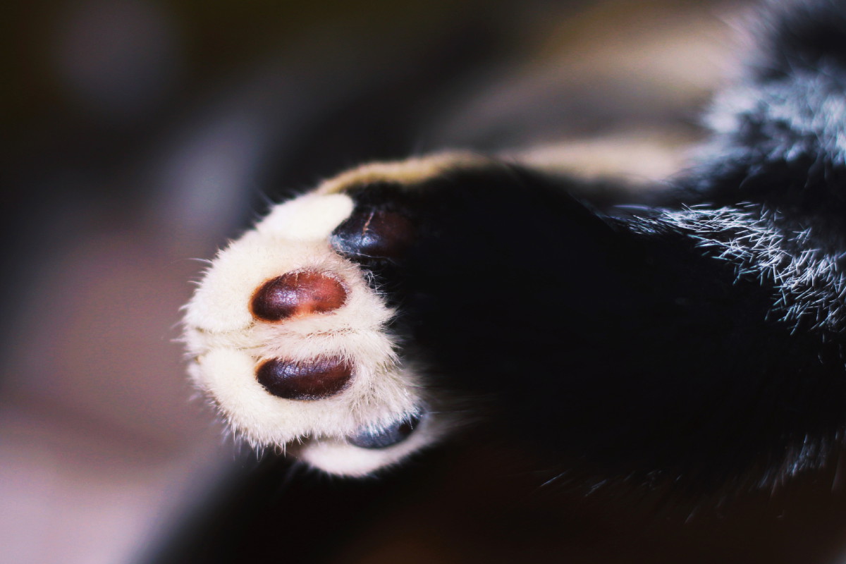 Zoo Łódź: urodziły się dwie tamaryny czerwonobrzuche