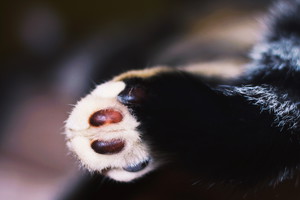 Zoo Łódź: urodziły się dwie tamaryny czerwonobrzuche