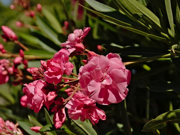 przycinanie-oleandra-2489332-5fd5657
