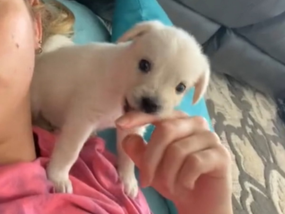 Kupiła chihuahuę podejrzanie tanio. Gdy psiak urósł, wszystko stało się jasne