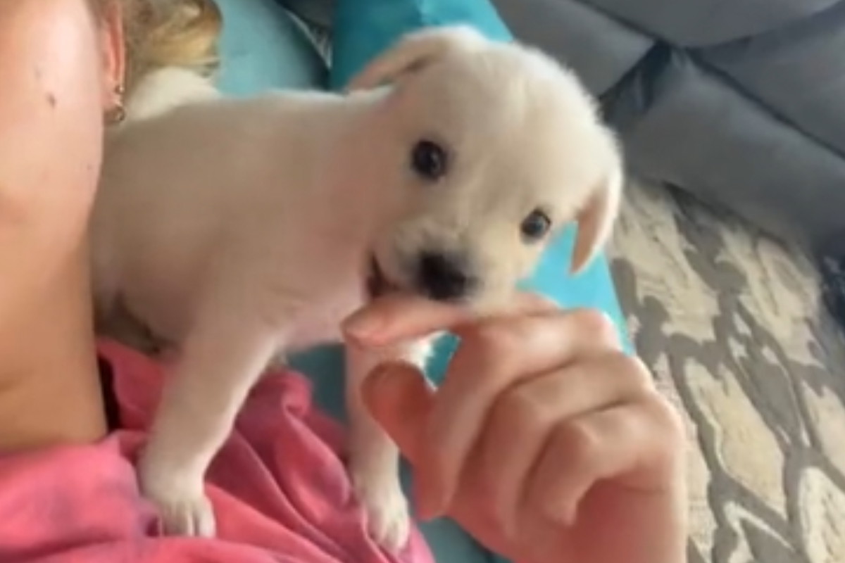 Kupiła chihuahuę podejrzanie tanio. Gdy psiak urósł, wszystko stało się jasne