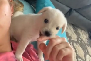 Kupiła chihuahuę podejrzanie tanio. Gdy psiak urósł, wszystko stało się jasne