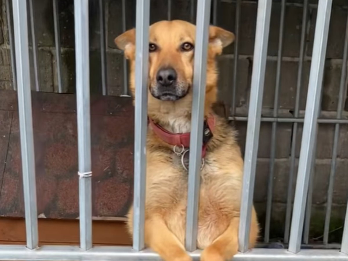 Diana do adopcji. Wychowała się w traumatycznych warunkach, teraz czeka na kochający dom