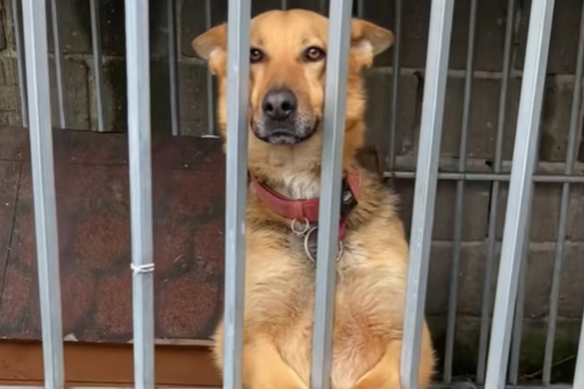Diana do adopcji. Wychowała się w traumatycznych warunkach, teraz czeka na kochający dom