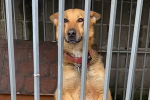 Diana do adopcji. Wychowała się w traumatycznych warunkach, teraz czeka na kochający dom