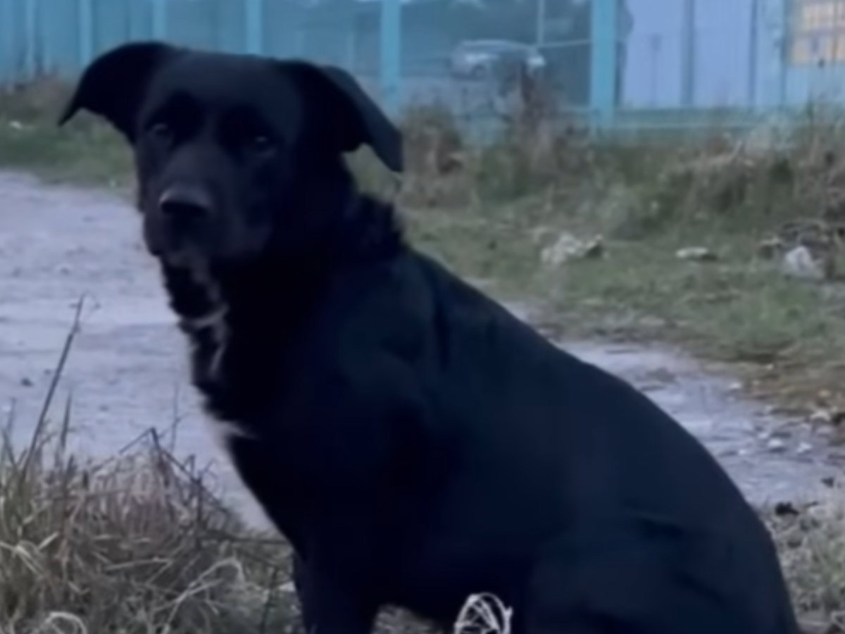 Przytulisko Głowno - pies Rabuś do adopcji