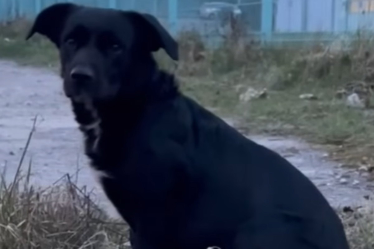 Przytulisko Głowno - pies Rabuś do adopcji