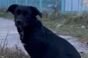 Przytulisko Głowno - pies Rabuś do adopcji