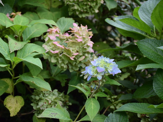 przycinanie-hortensji-jesienia-2489270-f341074