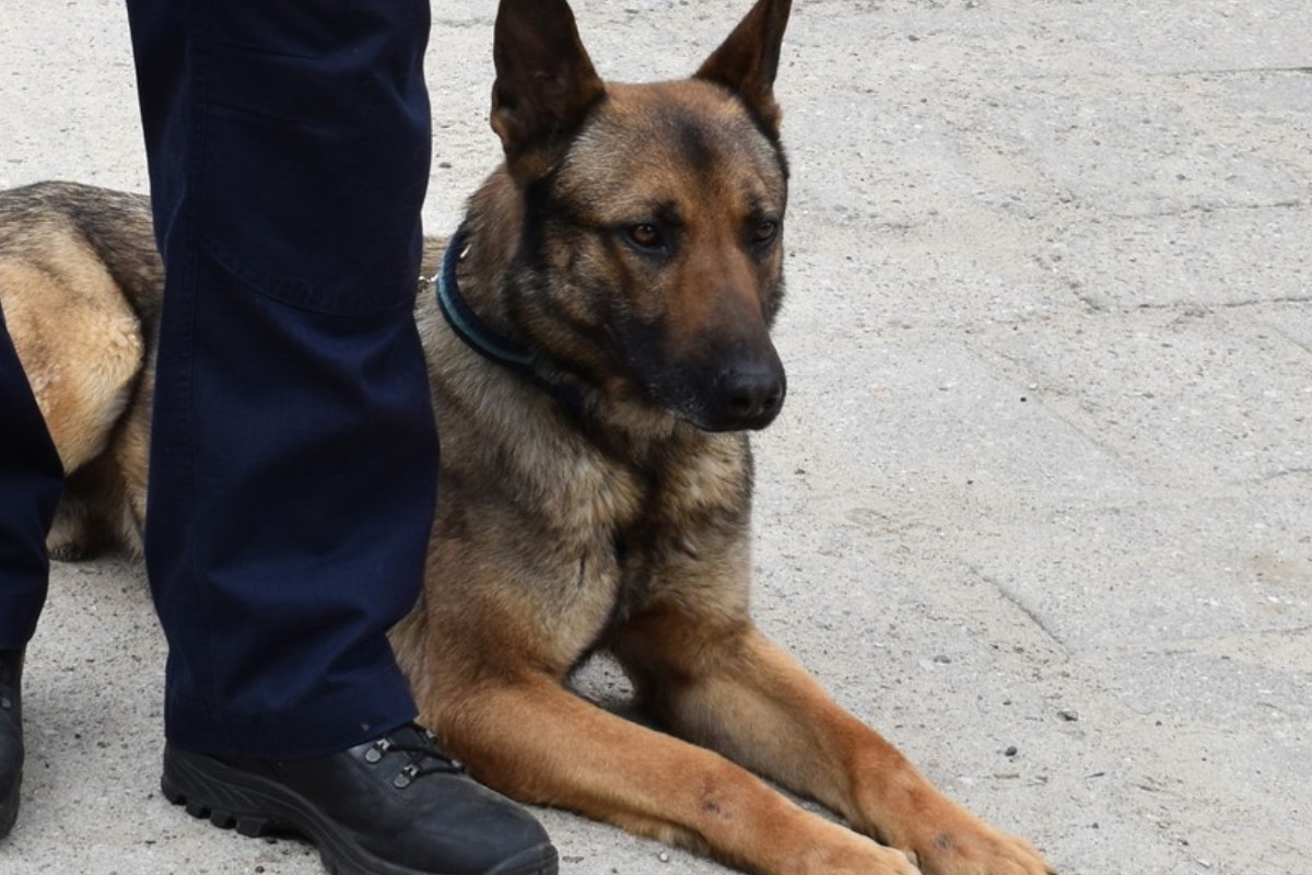 Psiak wykiwał ludzi, którzy chcieli go zwieść na manowce. Tak został bohaterem