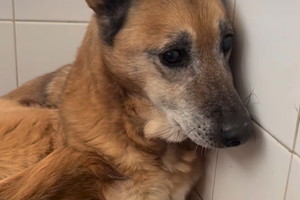 Sasanka pokazuje, co czuje pies w schronisku. Ten widok wyciska nam łzy z oczu