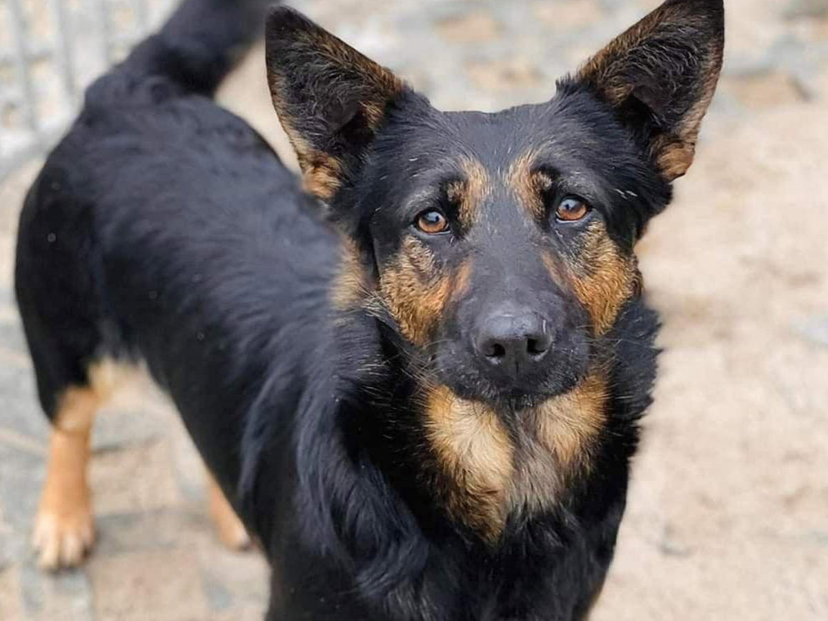 Dola do adopcji w Celestynowie. Już sam wzrok psiny zdradza, jak cierpi w schronisku