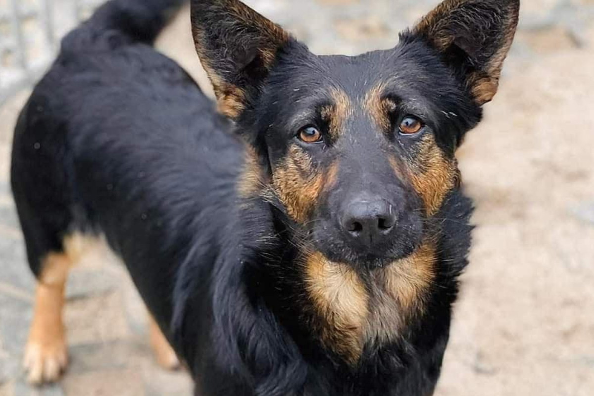 Dola do adopcji w Celestynowie. Już sam wzrok psiny zdradza, jak cierpi w schronisku