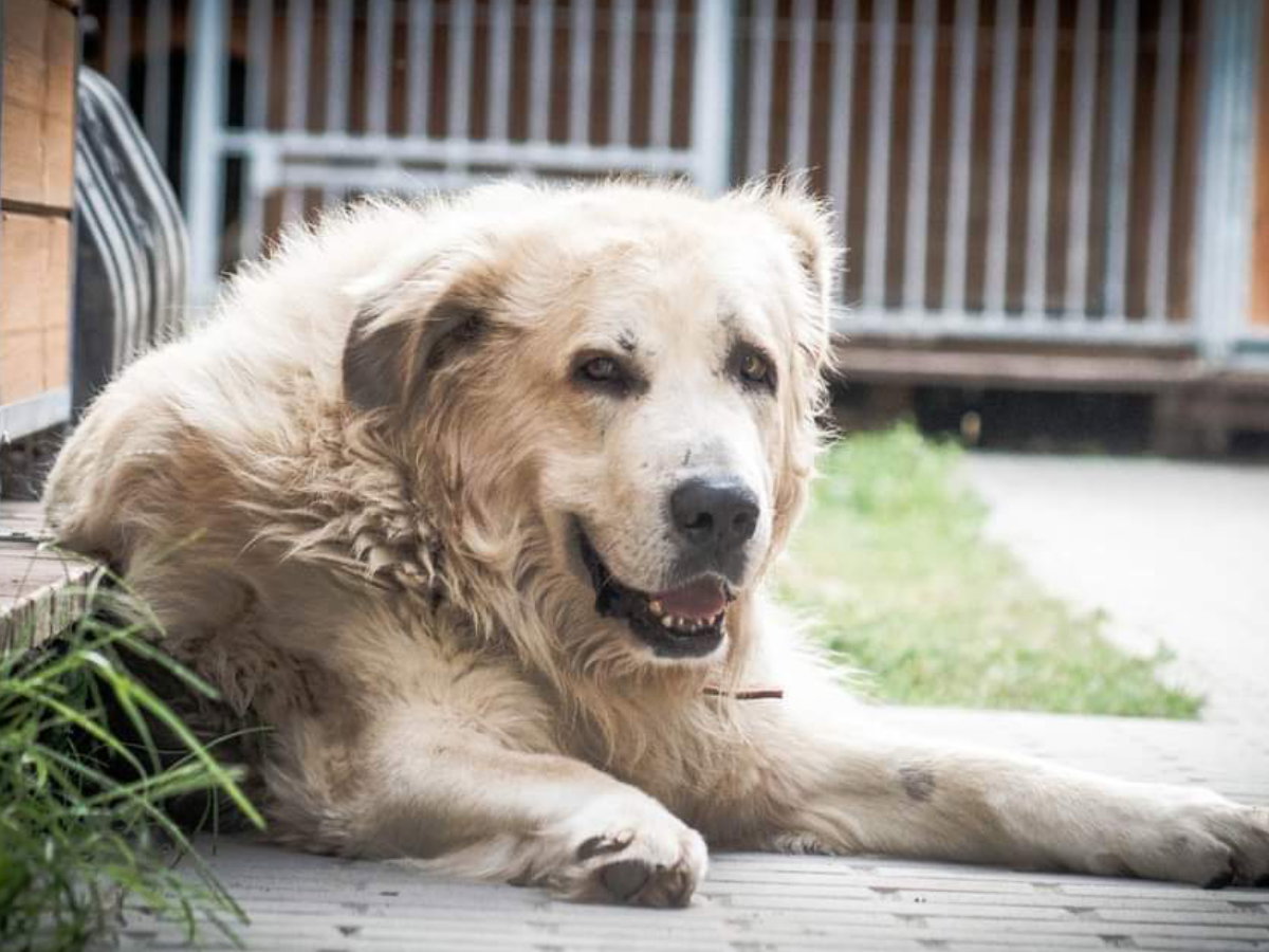 Psi senior do adopcji. Ozonek stracił już nadzieje na lepsze jutro