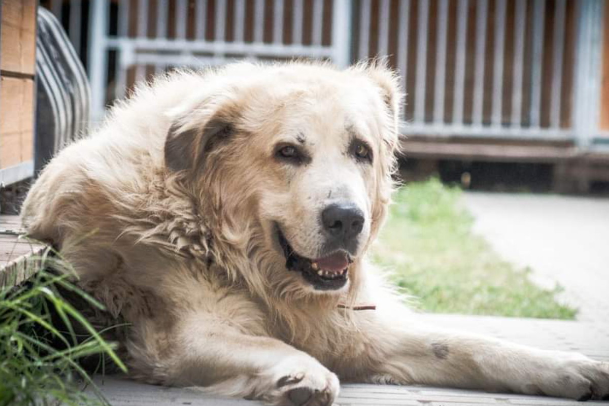 Psi senior do adopcji. Ozonek stracił już nadzieje na lepsze jutro