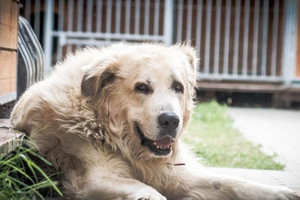 Psi senior do adopcji. Ozonek stracił już nadzieje na lepsze jutro