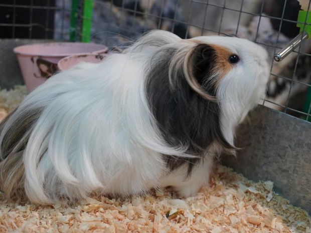 rasy-swinek-morskich-sheltie-2481186-ce79bc2