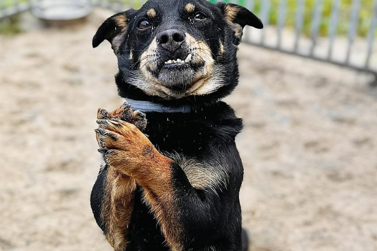 Wrócił do schroniska po 2 latach od adopcji. Maluch tęskni i nie rozumie, co złego zrobił
