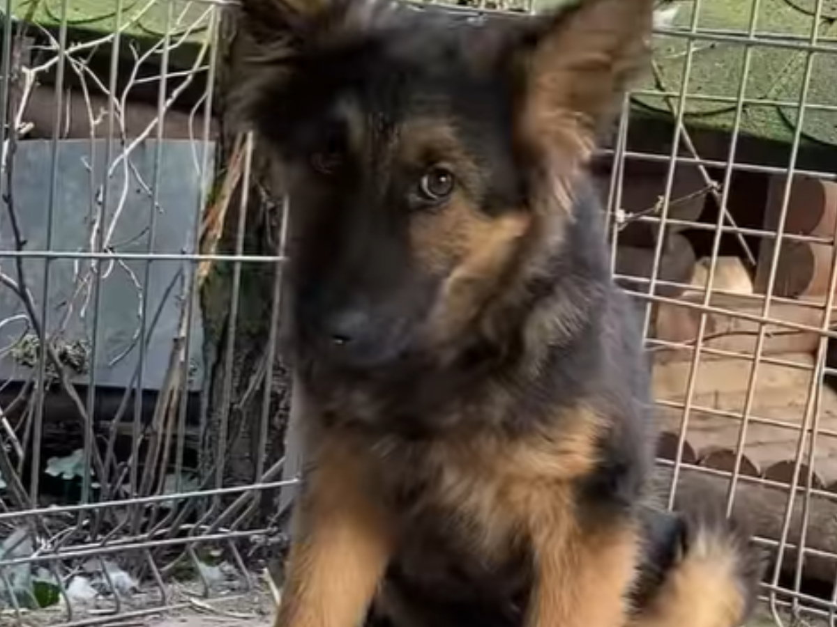 Szczeniak do adopcji. Niuniuś to psi dzieciak pozostawiony na pastwę losu
