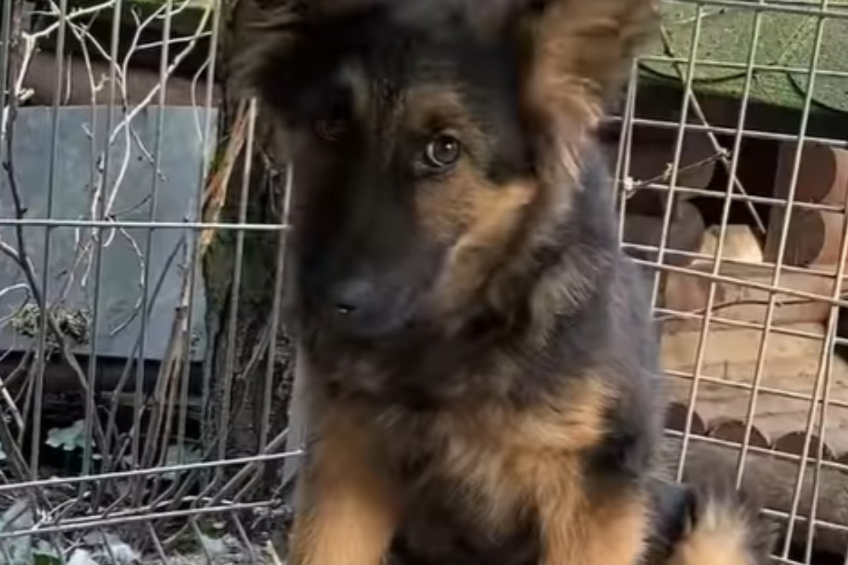 Szczeniak do adopcji. Niuniuś to psi dzieciak pozostawiony na pastwę losu