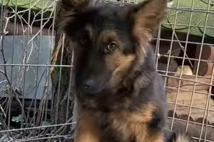 Szczeniak do adopcji. Niuniuś to psi dzieciak pozostawiony na pastwę losu