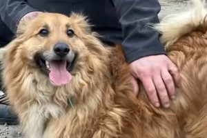 Przytulisko Głowno - pies Karmel do adopcji. Jego pani musiała go porzucić