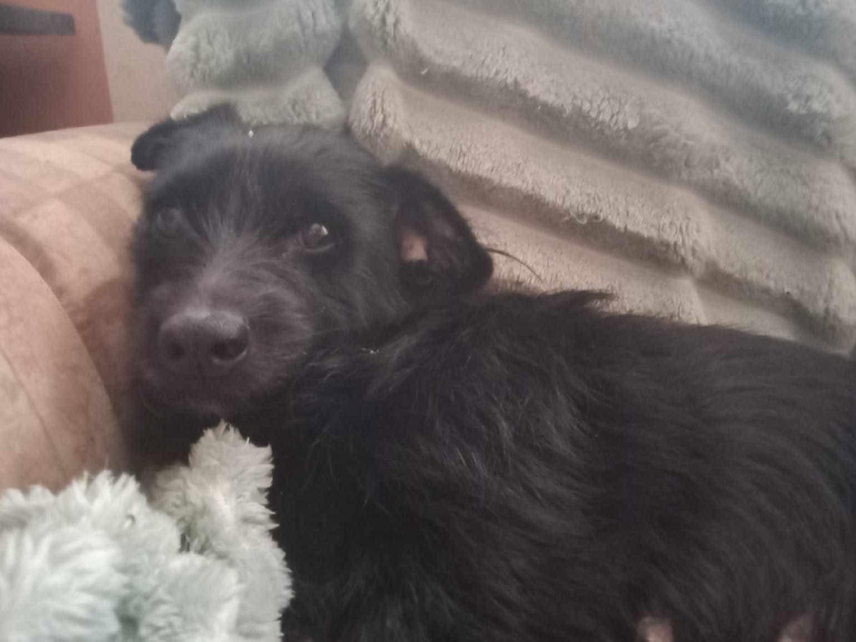 Sunia i 5 kociaków do adopcji. Błagają o pomoc, bo straciły ukochaną panią