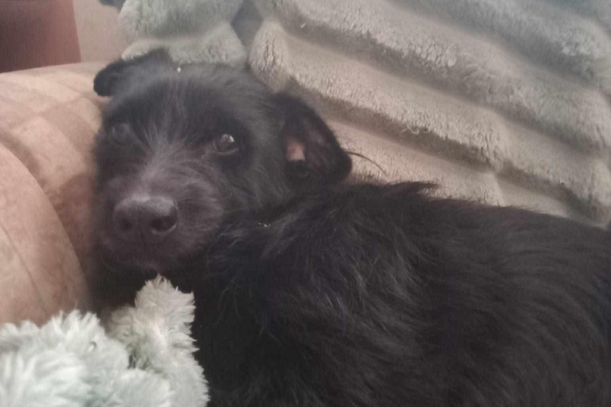 Sunia i 5 kociaków do adopcji. Błagają o pomoc, bo straciły ukochaną panią