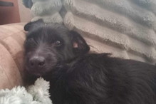 Sunia i 5 kociaków do adopcji. Błagają o pomoc, bo straciły ukochaną panią