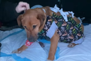 Suczka w zaawansowanej ciąży znaleziona w ostatniej chwili. Najgorsze było dopiero przed nią
