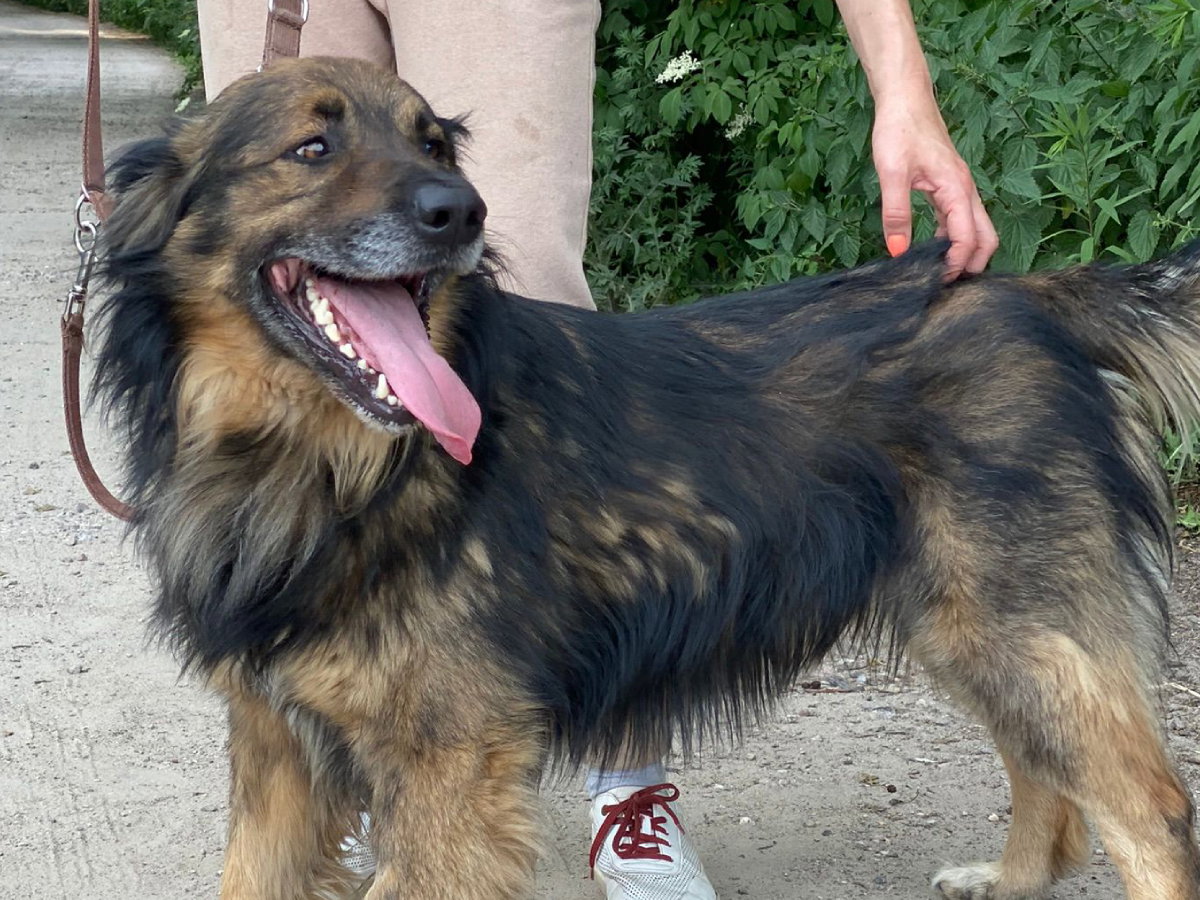 Pies Toran do adopcji. To dla niego ostatnia szansa