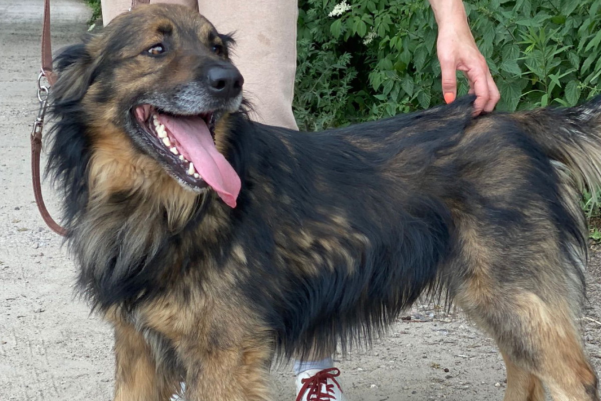 Pies Toran do adopcji. To dla niego ostatnia szansa
