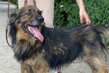 Pies Toran do adopcji. To dla niego ostatnia szansa