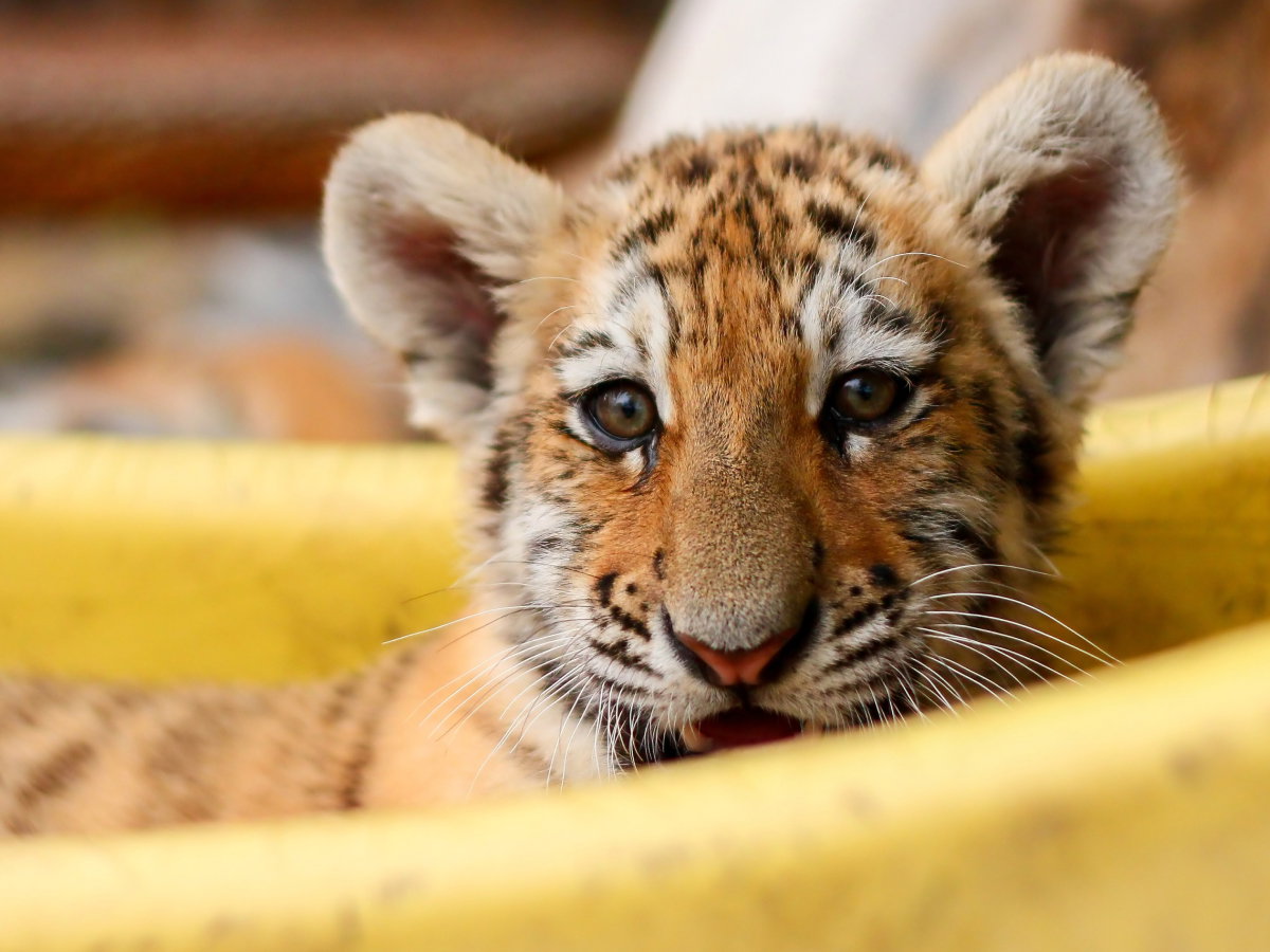 Posłuchaj, jak maleńki tygrysek śpiewa w zoo. Czegoś takiego nigdy nie słyszałeś