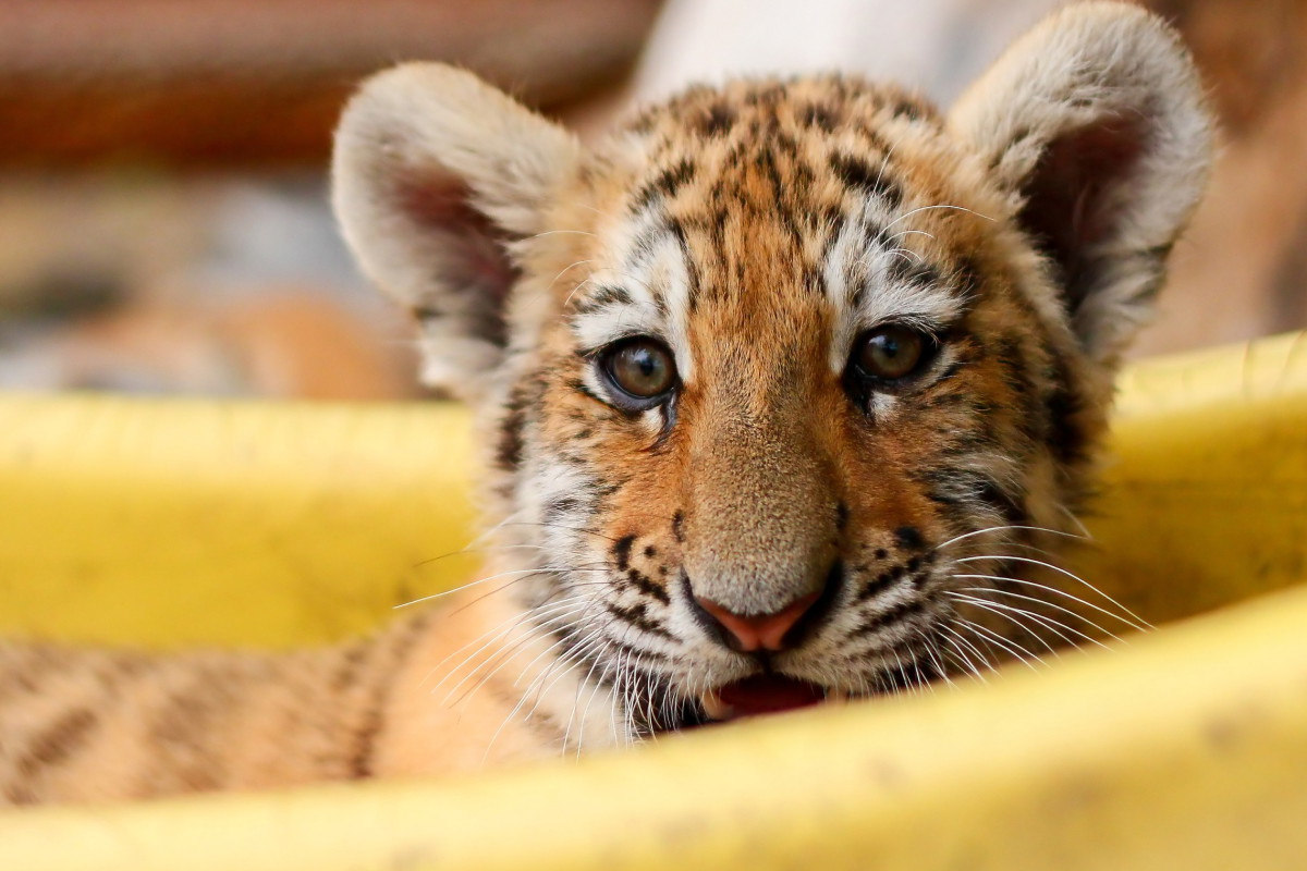 Posłuchaj, jak maleńki tygrysek śpiewa w zoo. Czegoś takiego nigdy nie słyszałeś