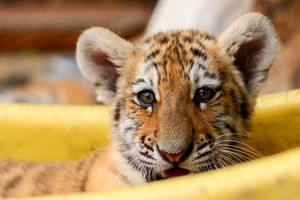 Posłuchaj, jak maleńki tygrysek śpiewa w zoo. Czegoś takiego nigdy nie słyszałeś