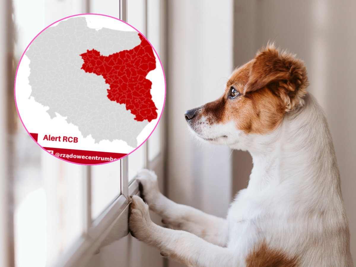 W najbliższych dniach uważaj na swojego zwierzaka. Alert RCB dla kilku województw