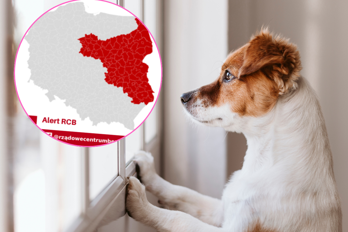 W najbliższych dniach uważaj na swojego zwierzaka. Alert RCB dla kilku województw