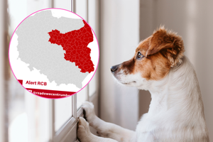 W najbliższych dniach uważaj na swojego zwierzaka. Alert RCB dla kilku województw