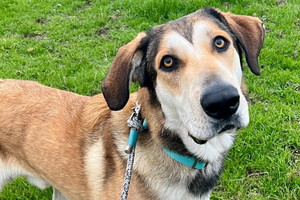 Adoptowali psiaka i oddali go po 30 minutach. Powód, jaki podali, jest absurdalny
